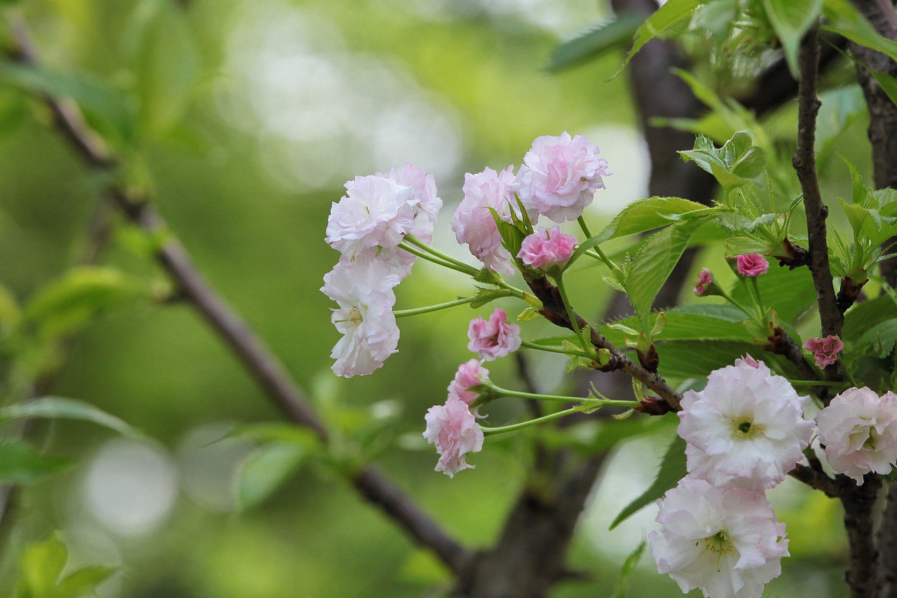 煙臺(tái)柏林春天最新動(dòng)態(tài)，城市蓬勃發(fā)展的新篇章