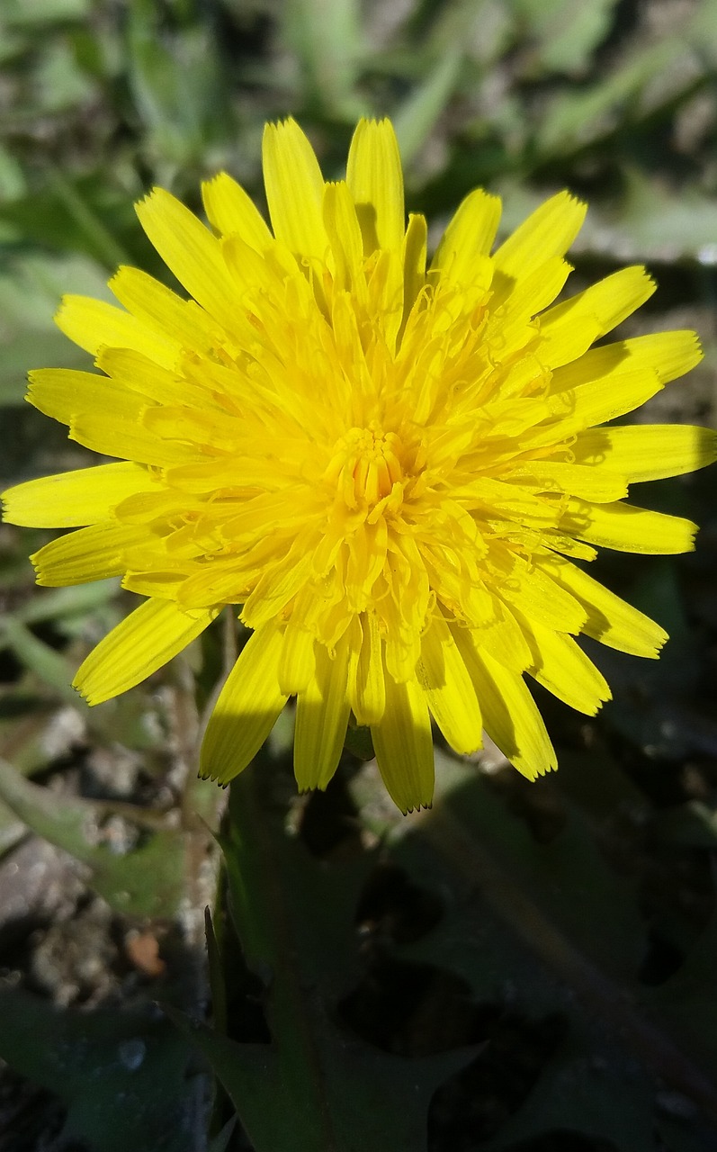 黔西花開(kāi)城最新動(dòng)態(tài)，新篇章綻放之花