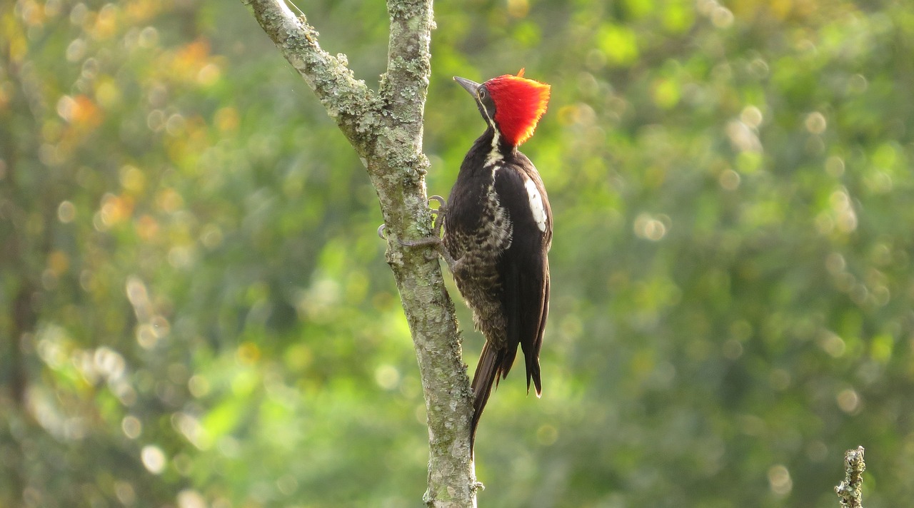 九科綠洲最新消息深度解析，最新動(dòng)態(tài)與解讀