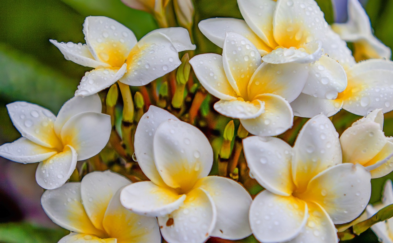 最新生肖桃花運(yùn)分析，揭秘2016年生肖桃花運(yùn)勢(shì)