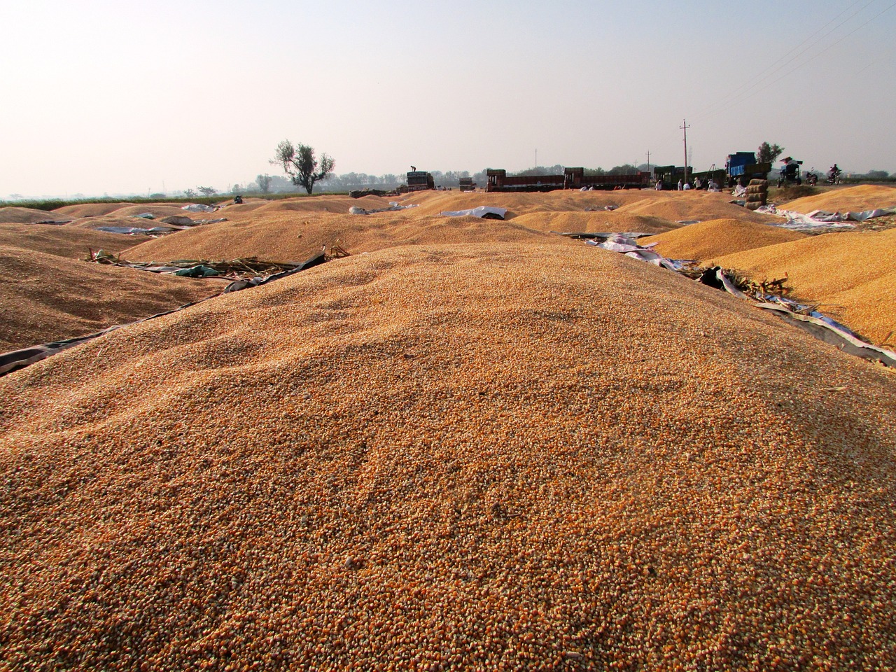 武漢公車拍賣最新動態(tài)，公開透明拍賣引領(lǐng)市場新風向