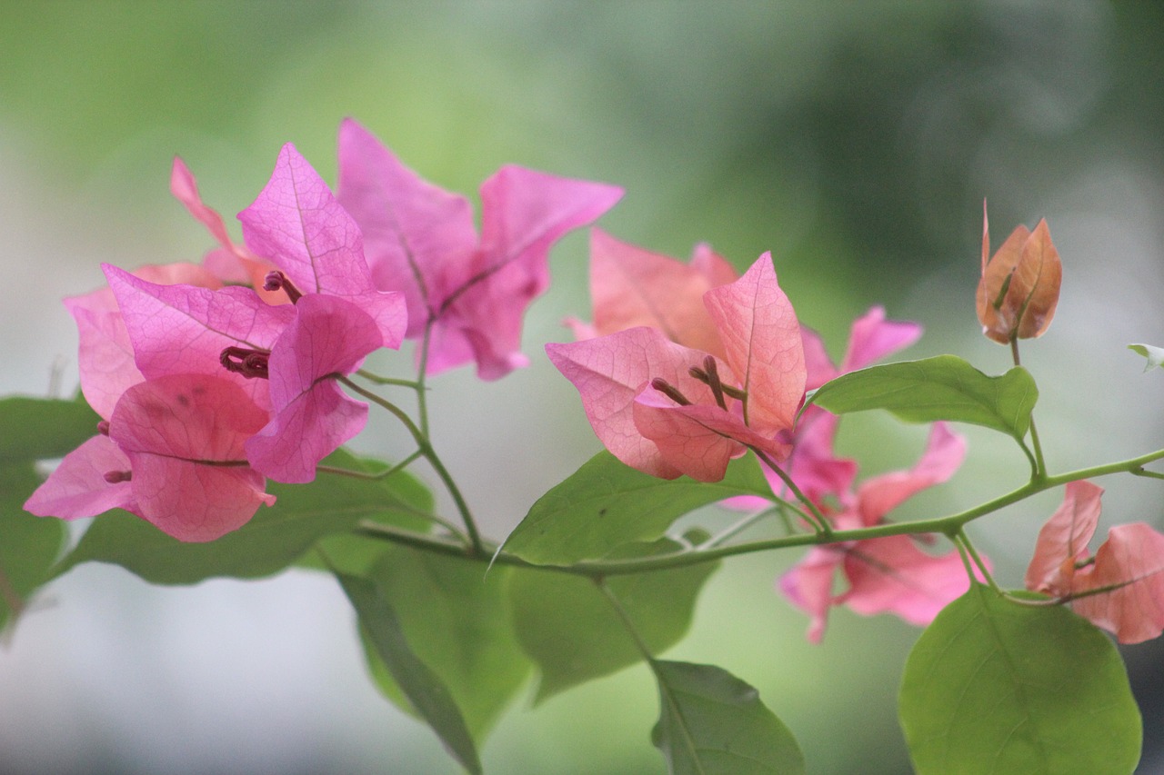 淮安豐球潤園最新價格揭秘，市場影響力與市場動態(tài)同步更新
