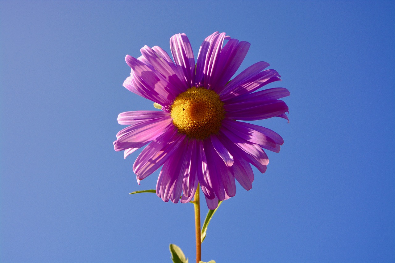 六安紫御府最新動(dòng)態(tài)，引領(lǐng)城市生活新潮流