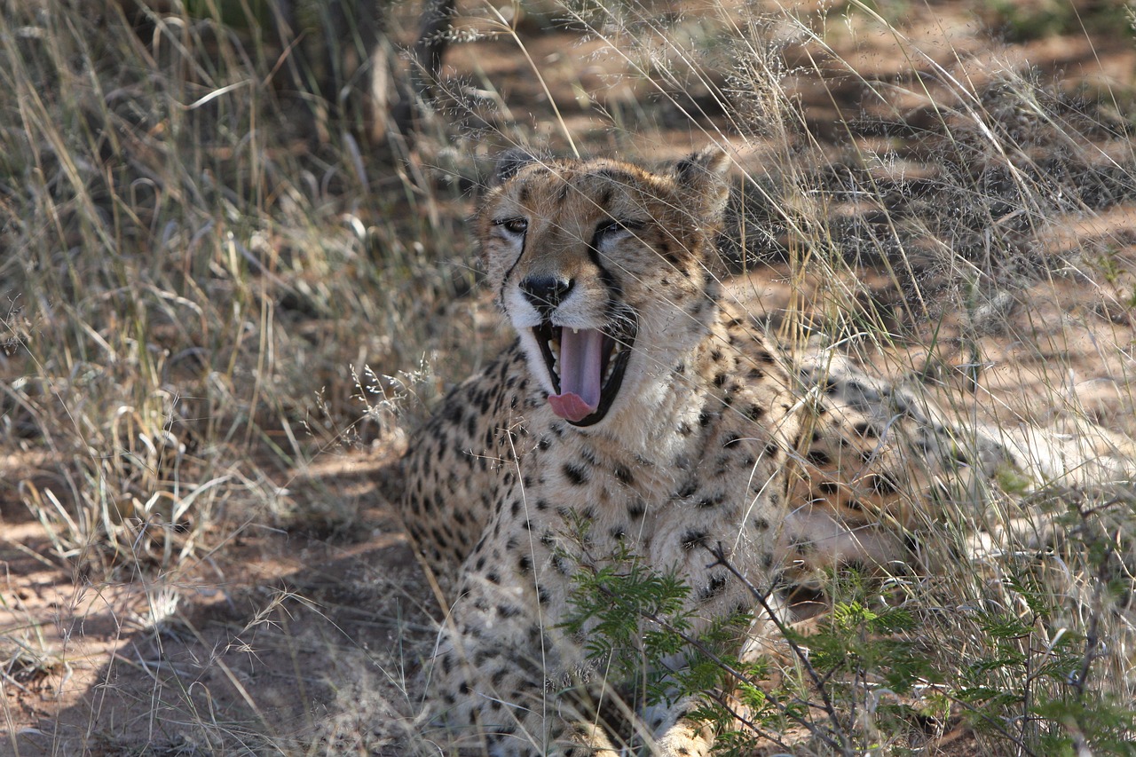 最新人與動物電影網站，探索人與自然的和諧共生之道