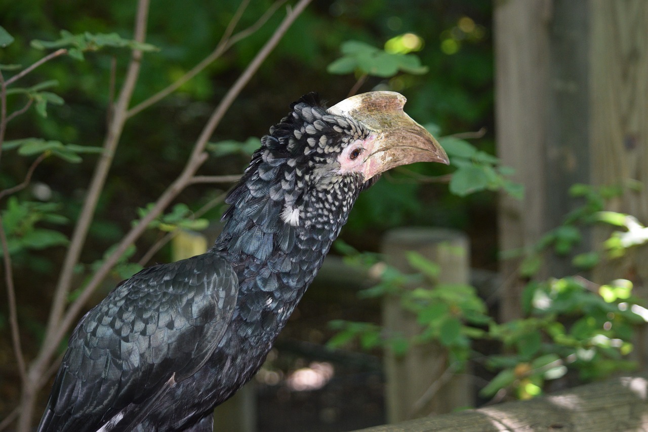 探尋保定城市中的自然之聲，最新百靈鳥信息一覽