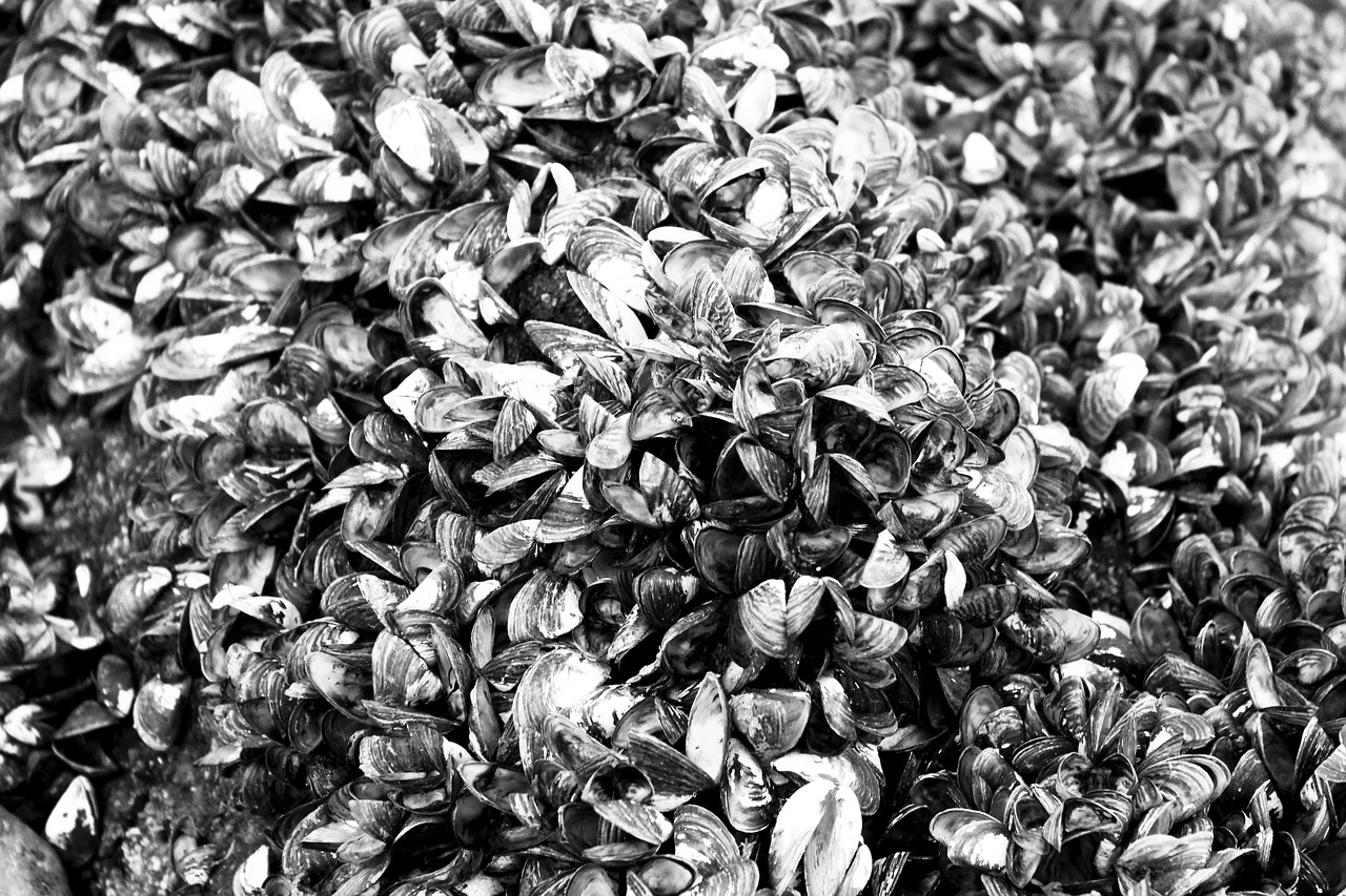 藍(lán)山海岸二期最新動(dòng)態(tài)，引領(lǐng)居住新潮流，探索未來(lái)生活品質(zhì)新境界