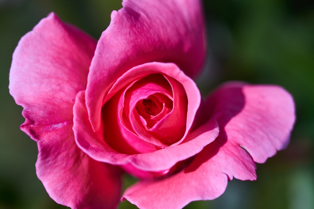 最新早上好圖片，開啟美好一天的溫馨問候