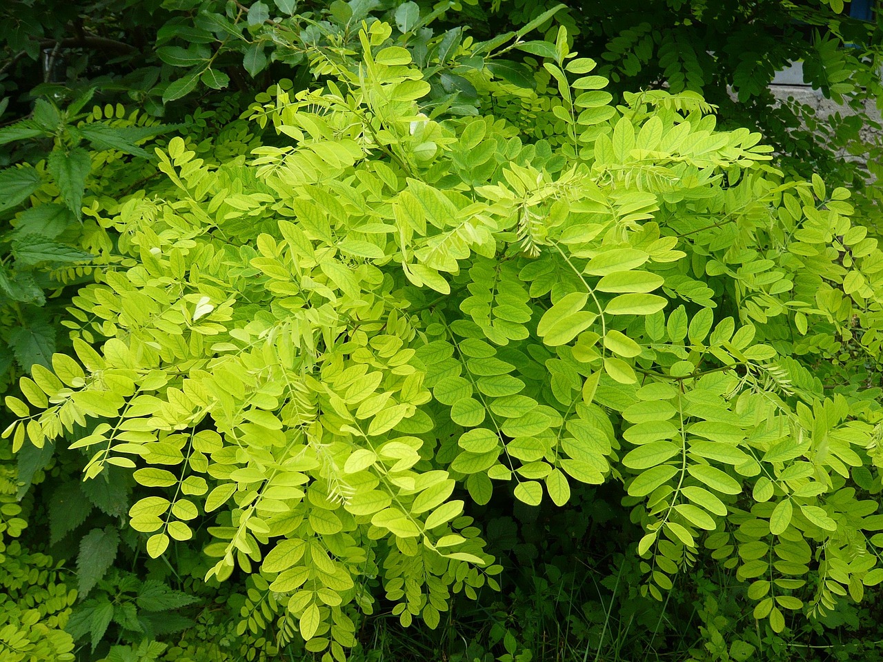 幸福林帶三期最新進(jìn)展，綠色生活展望，未來(lái)動(dòng)態(tài)揭秘