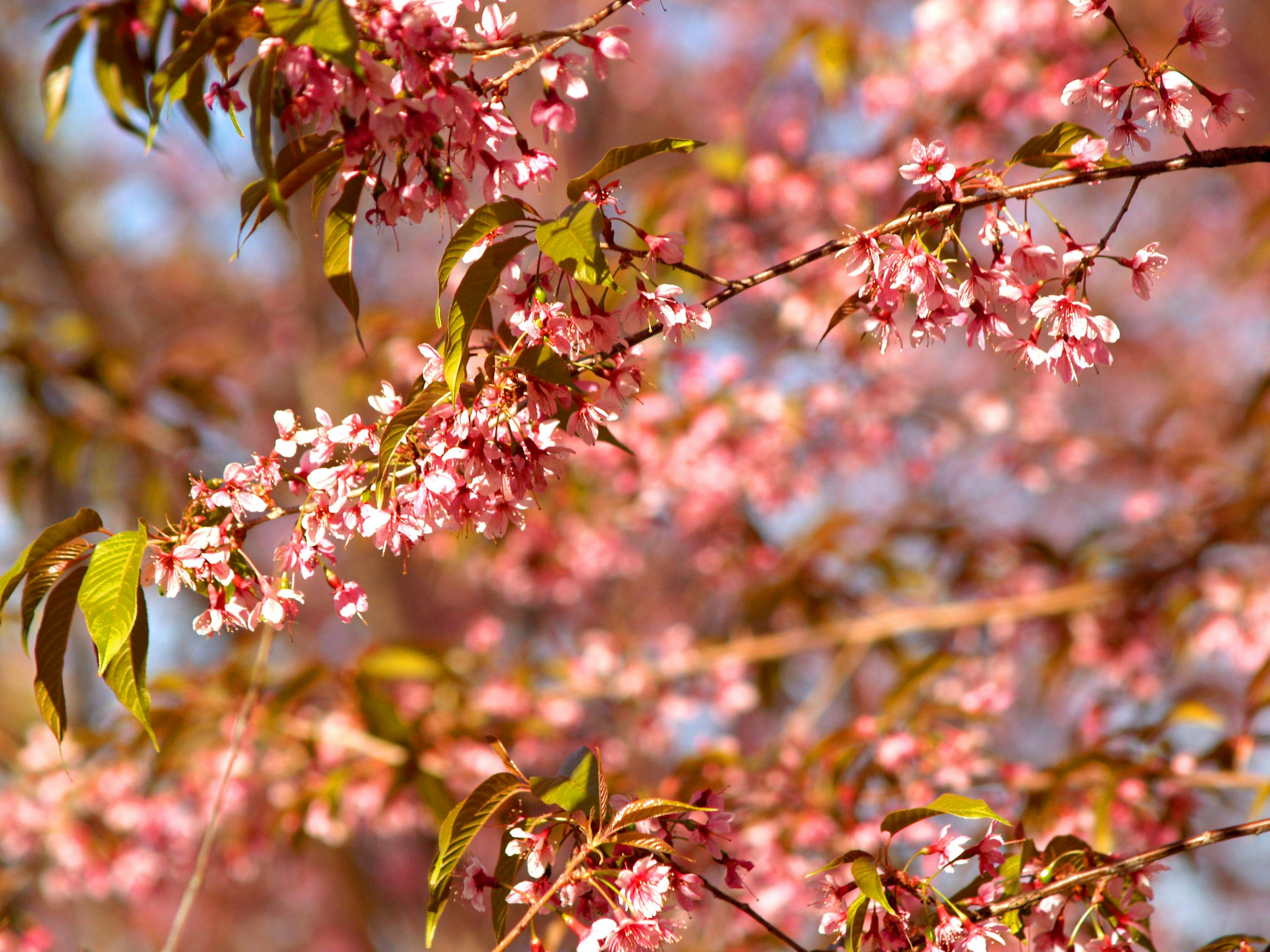花伴落官途最新章節(jié)，權(quán)力之路的芬芳與挑戰(zhàn)