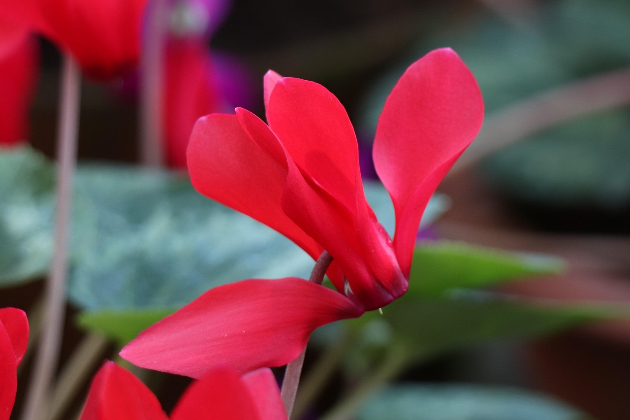 深度解析軍事動(dòng)態(tài)與全球安全局勢(shì)，軍情觀察最新一期報(bào)道速遞