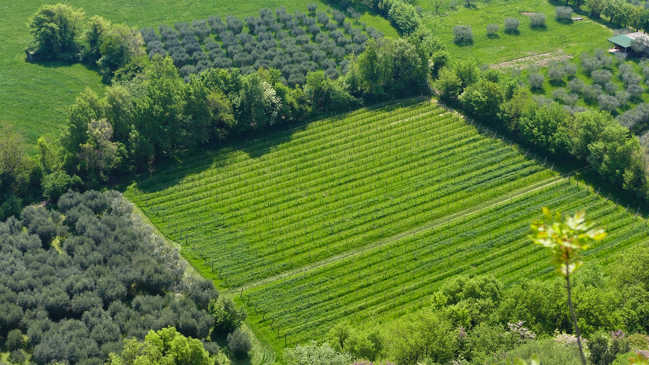 東營農(nóng)高區(qū)引領(lǐng)農(nóng)業(yè)科技創(chuàng)新，助力鄉(xiāng)村振興最新消息揭秘