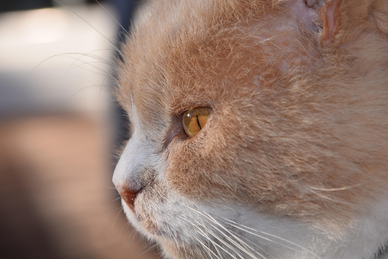 紅島經(jīng)濟(jì)區(qū)最新動(dòng)態(tài)解析，發(fā)展概況與深度解讀