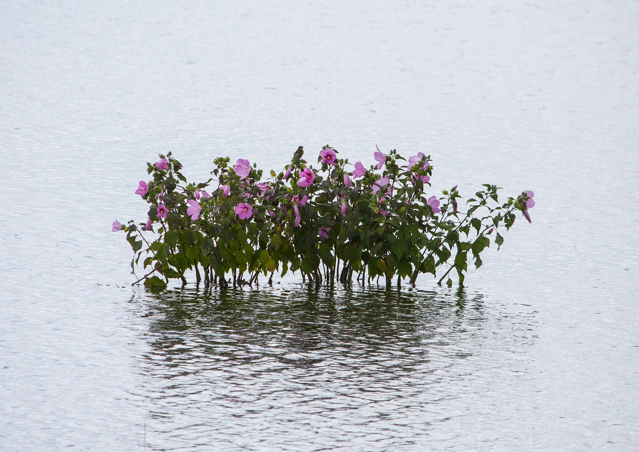 宜張高速湖南建設進展順利，助力地方經濟發(fā)展新動態(tài)
