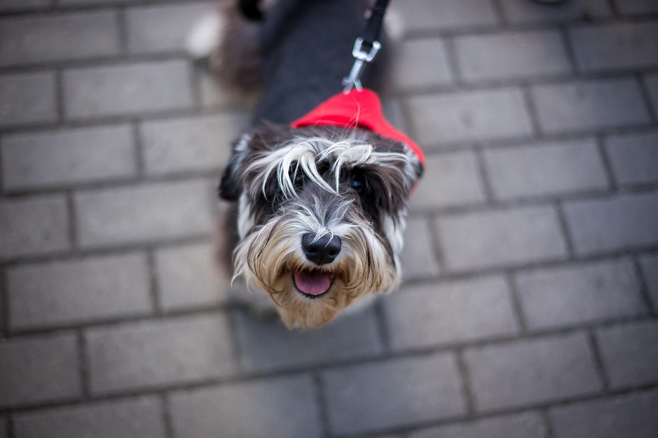 王玲玲與小一鳴的最新動(dòng)態(tài)，星光璀璨，未來可期