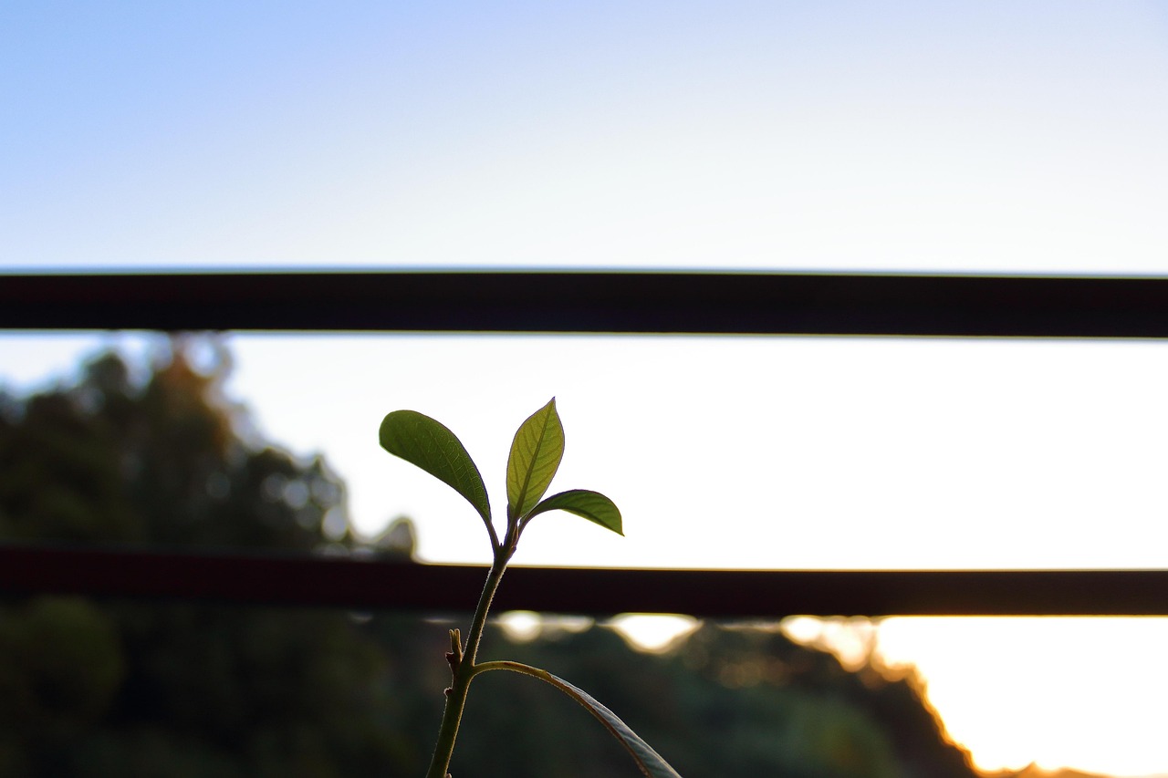 朗詩(shī)紅樹(shù)林最新動(dòng)態(tài)，引領(lǐng)綠色生活新篇章，開(kāi)啟全新篇章