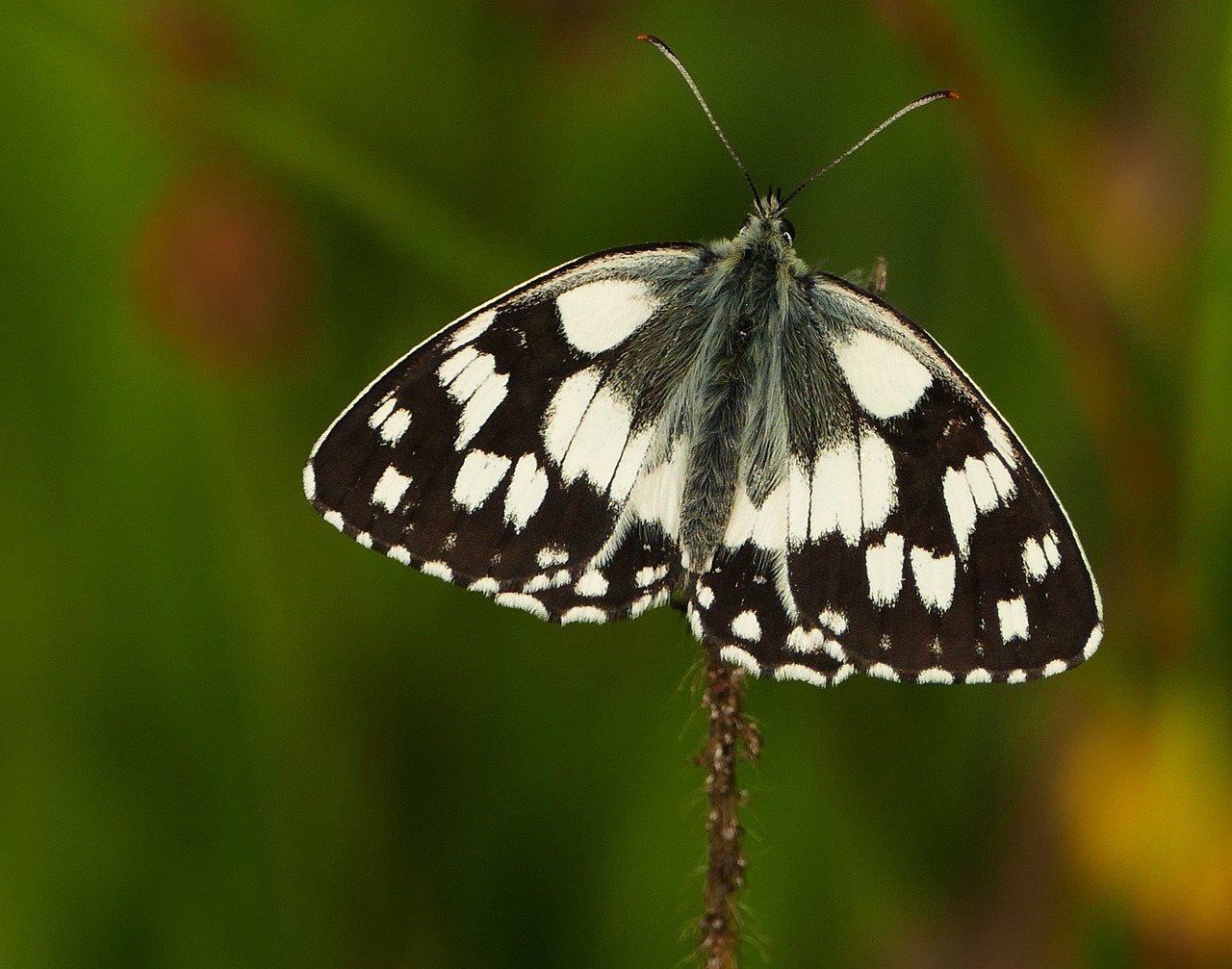 永年縣二手房最新信息概覽，最新房源、價格及交易動態(tài)一網(wǎng)打盡