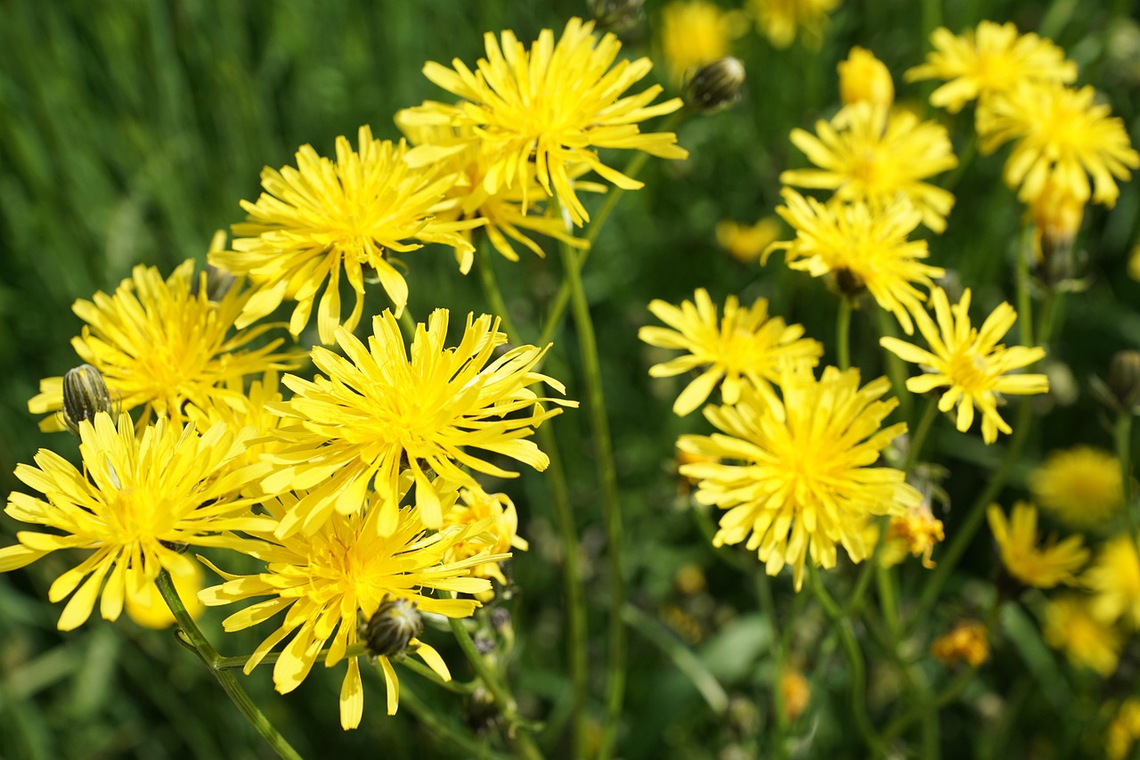 南駐阜蚌高鐵最新進展報告，揭秘最新動態(tài)與進展里程碑